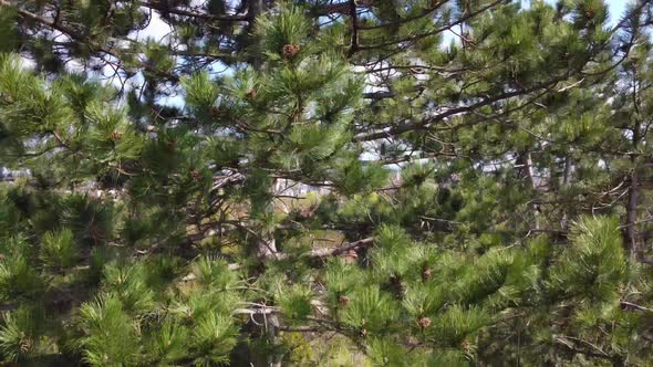 pine conifer along the trunk high over the treetop. Marvelous aerial view flight rising up drone foo