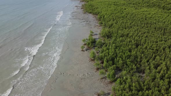 Aerial view mangrove forest