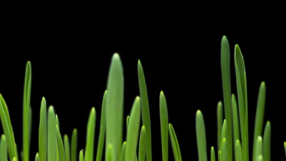 Time Lapse of Barley Growing