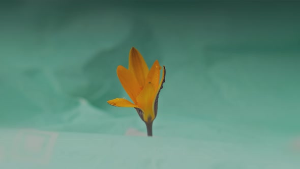 Timelapse of a Bright Yellow Crocus Bud with Dew Drops and an Insect on the Petal Blooms Against a