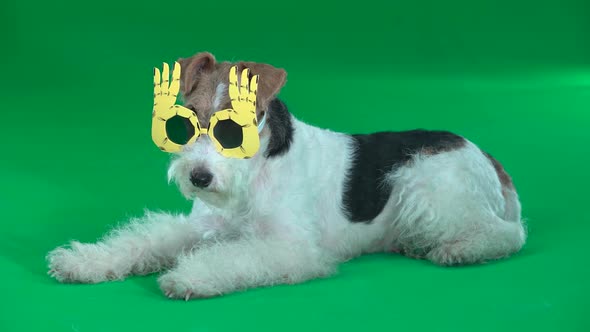 Fox Terrier Wallows in Yellow Glasses Green Screen