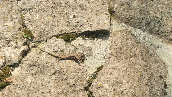 Common Wall Lizard crawling