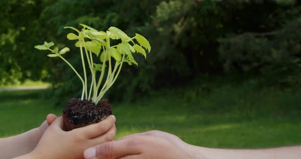 Hands Little Girl Pass the Seedlings of Growth Into the Hands of an Adult Man