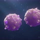 4K Cell Division - VideoHive Item for Sale