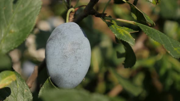 Prunum fruit  background close-up 4K 3840X2160 UltraHD footage - Blue plum on tree branch shallow DO