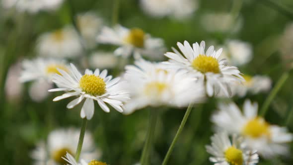 Common daisy green field spring background shallow DOF 4K 2160p 30fps UHD  video - Slow motion white