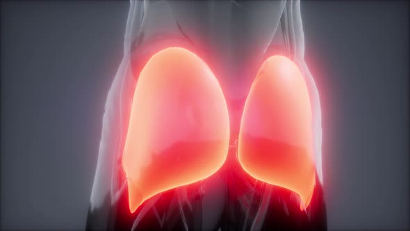 Gluteus Maximus - Leg Muscles Anatomy Animation alt