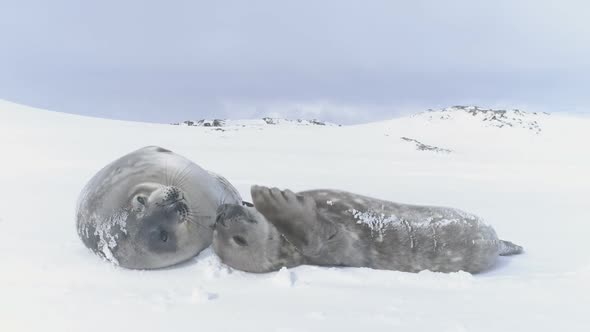 Antarctica Baby Adult Weddell Seal Muzzle Close