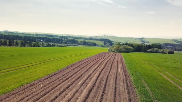 Plowed Potatoes Food Field in Rural Country in Spring Green Landscape