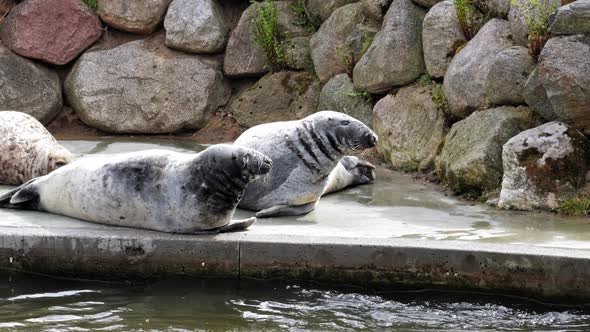 Wildlife Scene With Grey Seals Relaxing On The Side Of A Pool In A Zoo Park. Close Up