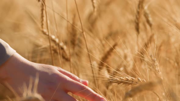 Female Hand Touching a Golden Wheat