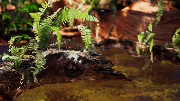 Tropical Golden Pond with Rocks and Green Plants