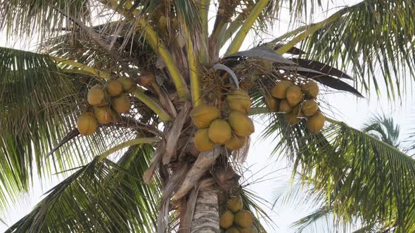 Palm Tree with Lots of Ripe Yellow Coconuts Against the Sky in Africa Zanzibar