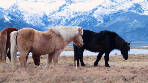 Icelandic Horses Closeup Icelandic Stallion Posing in a Field Surrounded By Scenic Volcanic Nature