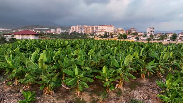 Texture of the banana plantation aerial view Turkey Alanya 4 K