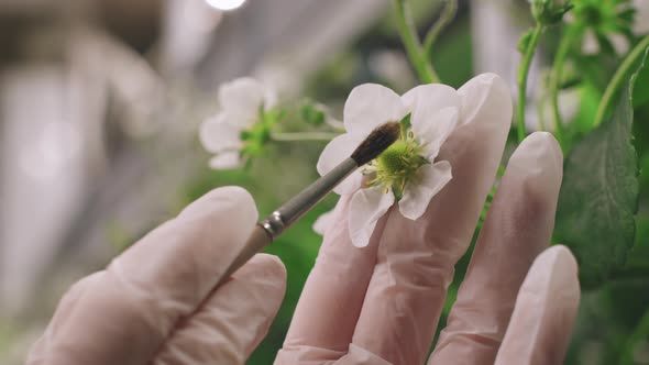 Applying Fertilizer On Strawberry Flowers