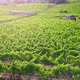 Vineyard at sunset - aerial view - VideoHive Item for Sale