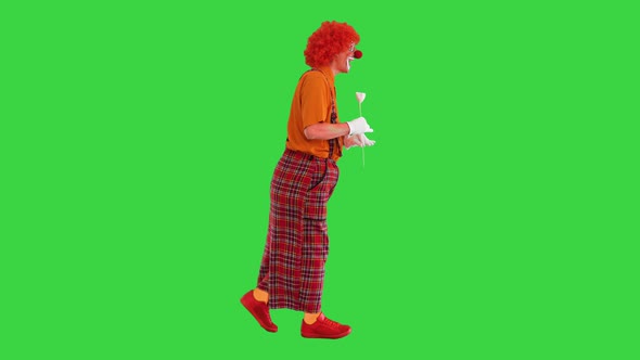 Funny Clown Holding a Paper Rose Flower and Walking on a Green Screen Chroma Key