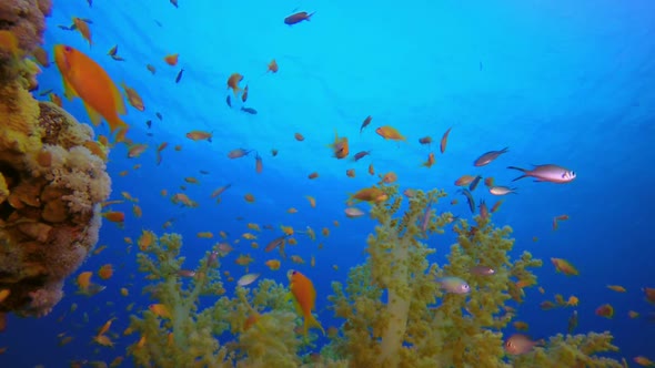 Tropical Colorful Underwater Seascape