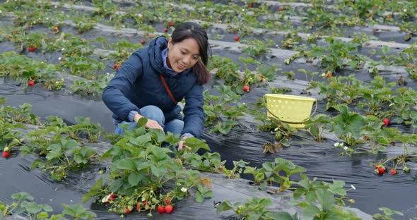 Woman find strawberry in the farm