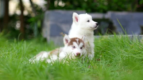 Close Up Siberian Husky Puppies Sitting And Lying On Green Grass2