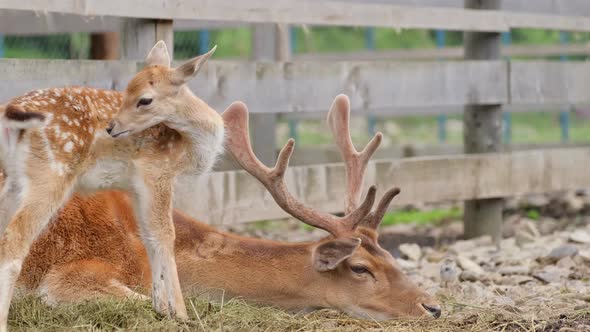 Annual deer in aviaries at a wildlife zoo in Canada.