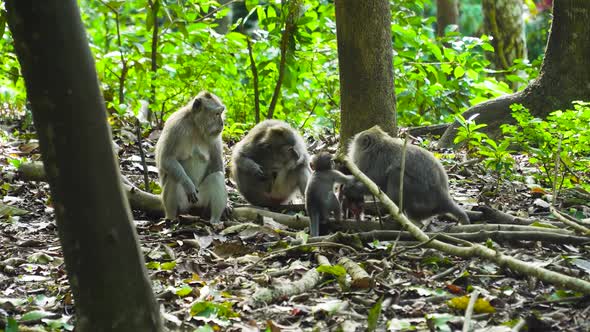 Monkeys in the Forest