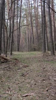 Vertical Video of the Pine Forest in the Afternoon