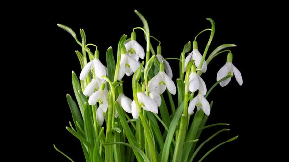 Timelapse of Snowdrop Flowers Opening on a Black Background Closeup