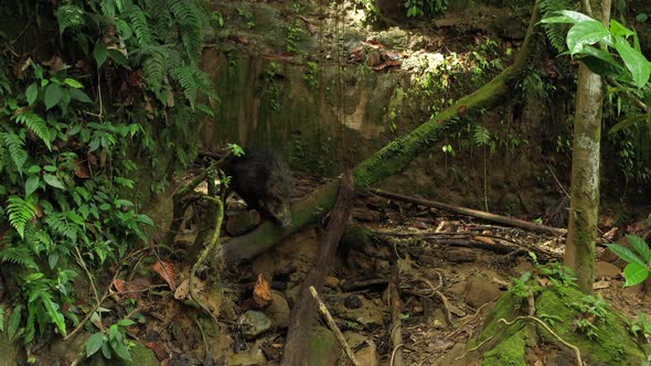 An angry white lipped peccaryTayassu pecari  in the Amazonian rainforest 