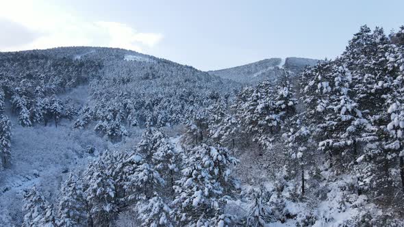 Snowy Trees Forest Aerial Drone