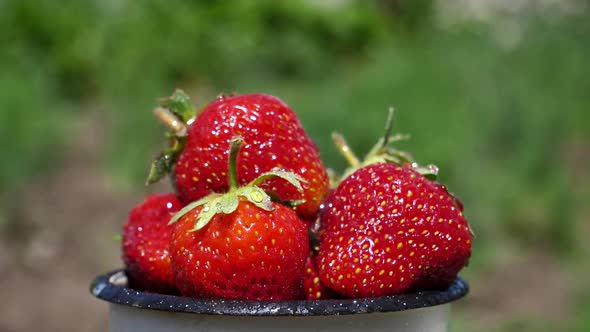 Drops of Water Fall on the Red Berries of Ripe Strawberries in a Mug in the Garden