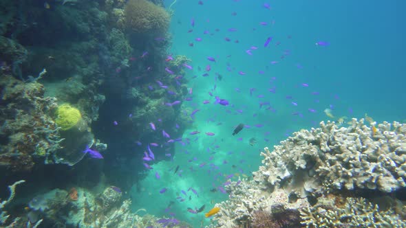 Coral Reef with Fish Underwater