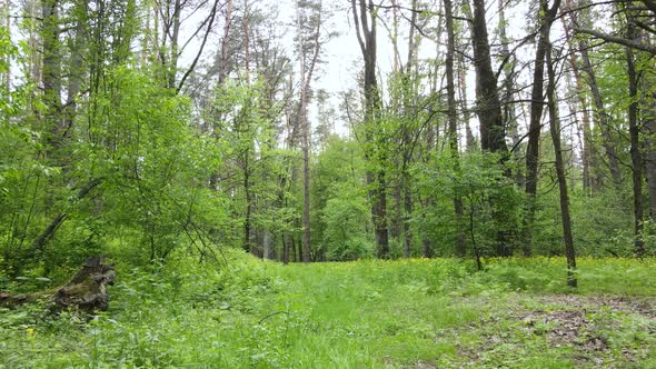 Summer Forest with Pine Trees Slow Motion