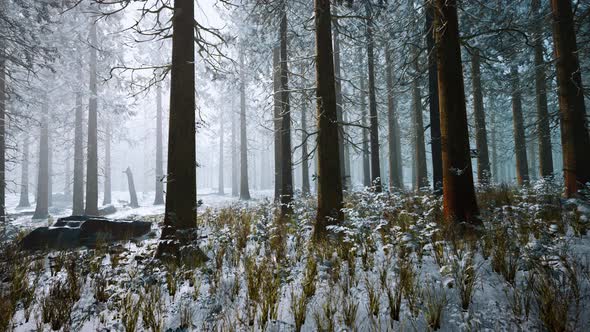 Winter White Frozen Forest in Snow