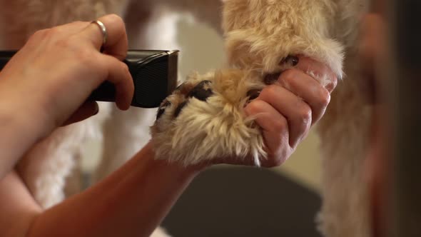 Closeup of Professional Female Groomer Cutting Paw of Purebred Curly Dog Labradoodle By Electric