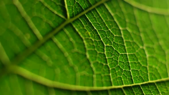 Green Leaf In Nature