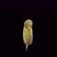 The movement of the embryo in the egg of the relic insect Embia savignyi under the microscope - VideoHive Item for Sale