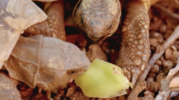 Two herbivorous tortoise feeding. Open eyes of the tortoise feeding on a hard grasses.