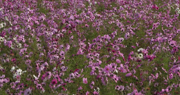 Cosmos bipinnatus commonly called the garden cosmos or Mexican aster.