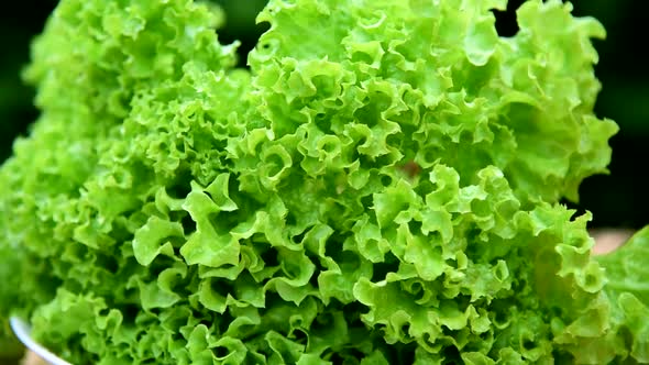 Rotate view of green coral salad