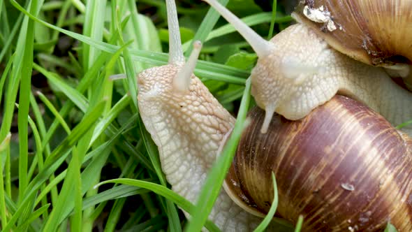 some snails slowly moving in green grass, spring rainy day. snails coming out.beautiful close up 4k 