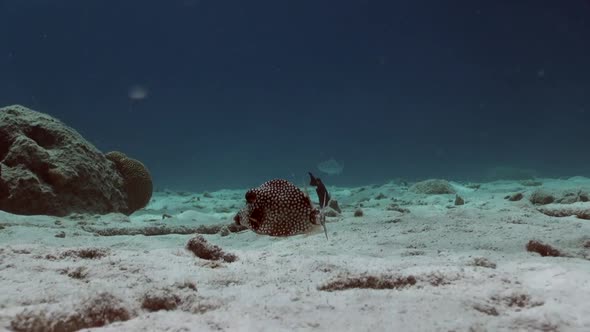 Spotted Boxfish digging for food