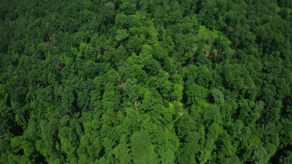 Aerial View Tree Tops Forests