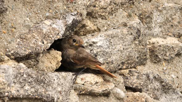 Black redstart female near nest