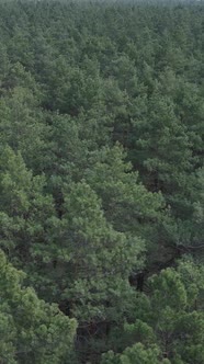 Vertical Video of Pine Forest Aerial View Slow Motion