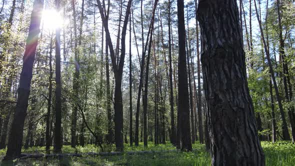 Green Forest During the Day Aerial View