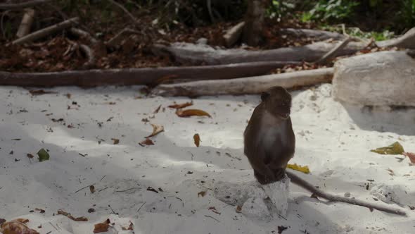 Monkey on Tropical Island Beach