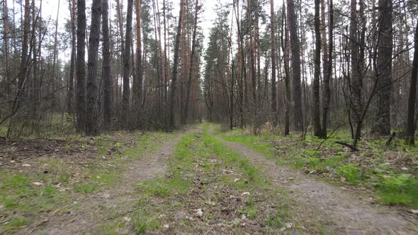 Road in the Forest During the Day Slow Motion