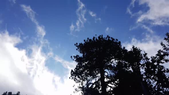 Clouds dissipate in the blue sky as large pine trees whiz by.